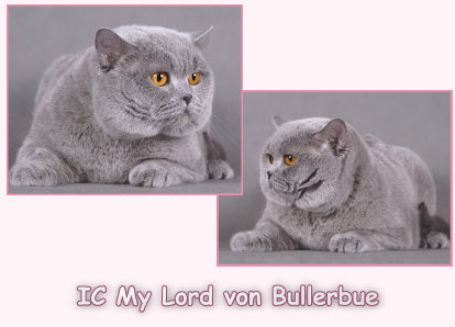 IC My Lord von Bullerbue